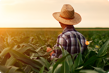 Farmer looking over crops at sunset, symbolizing family ranch succession