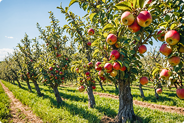 Apple trees in an orchard. Structuring your farm for long-term protection.