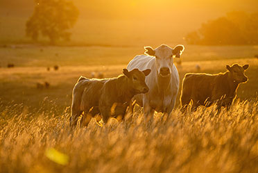 Cow and two calves in a sunlit field, symbolizing livestock assets.