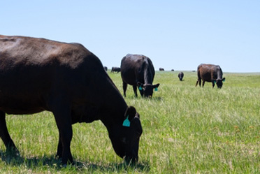 Open Range Laws Explained for Landowners