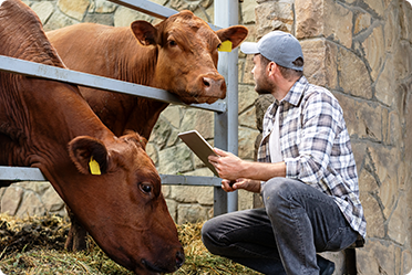 A rancher uses a tablet while checking on brown cattle behind a fence.